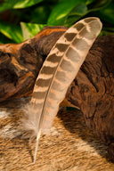 Pheasant feather, 10-18 cm