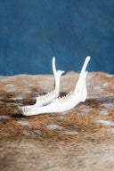 Lower jaw of roe deer