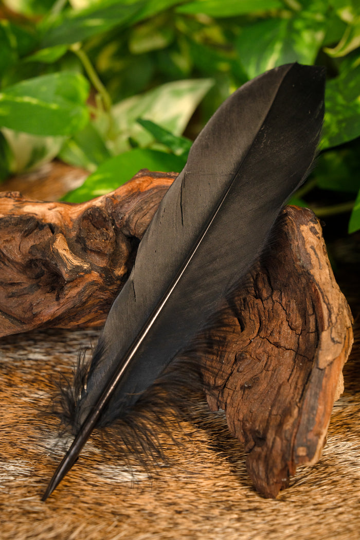 Goose feather black, 15-21 cm