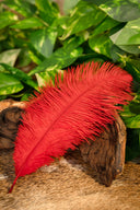 Röd fjäder, 20 till 25 cm