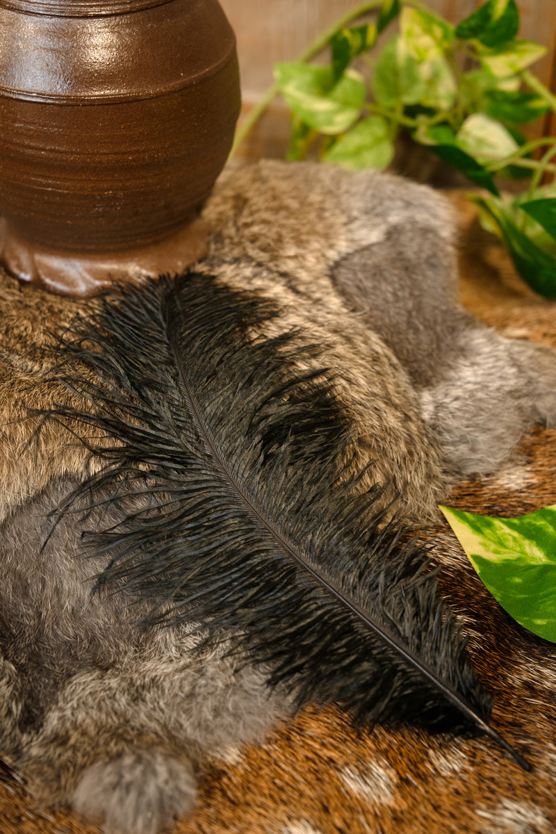 Piuma nera, 20–25 cm