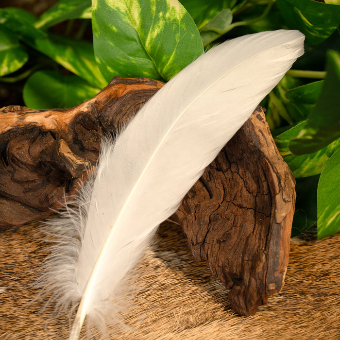Goose feather white, 15-21 cm