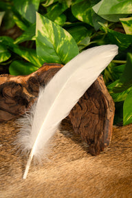 Goose feather white, 15-21 cm