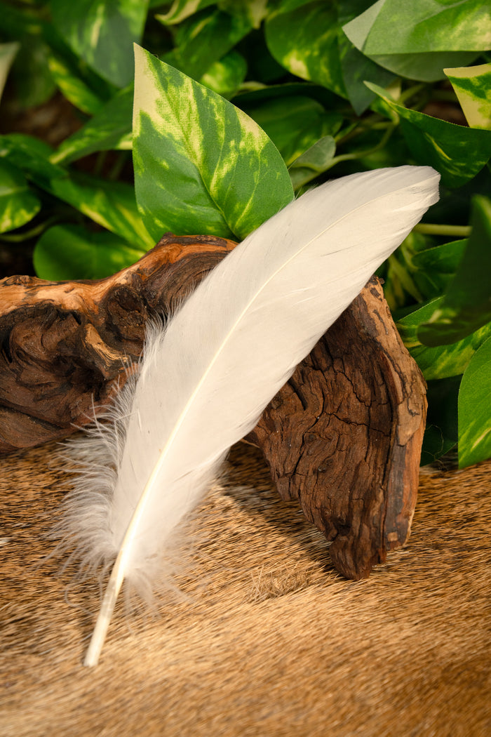 Goose feather white, 15-21 cm