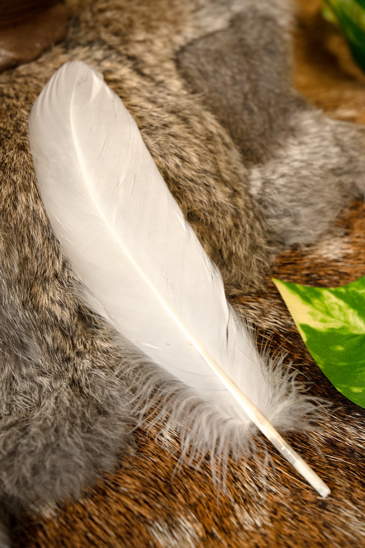 Goose feather white, 15-21 cm