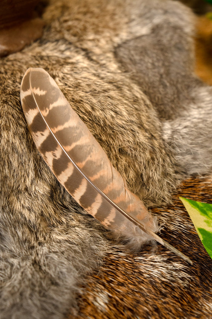 Pheasant feather, 10-18 cm