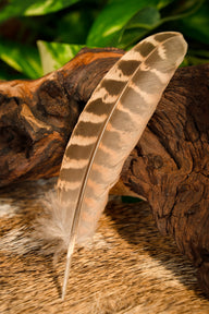 Pheasant feather, 10-18 cm