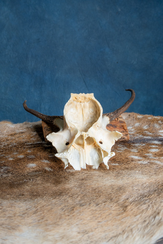Skull Red Deer Cernunnos