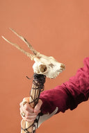 Crâne de cerf avec bois et mâchoires