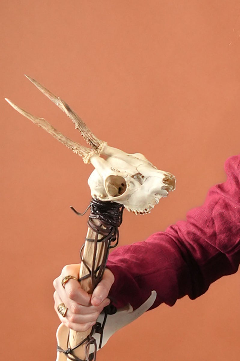 Crâne de cerf avec bois et mâchoires