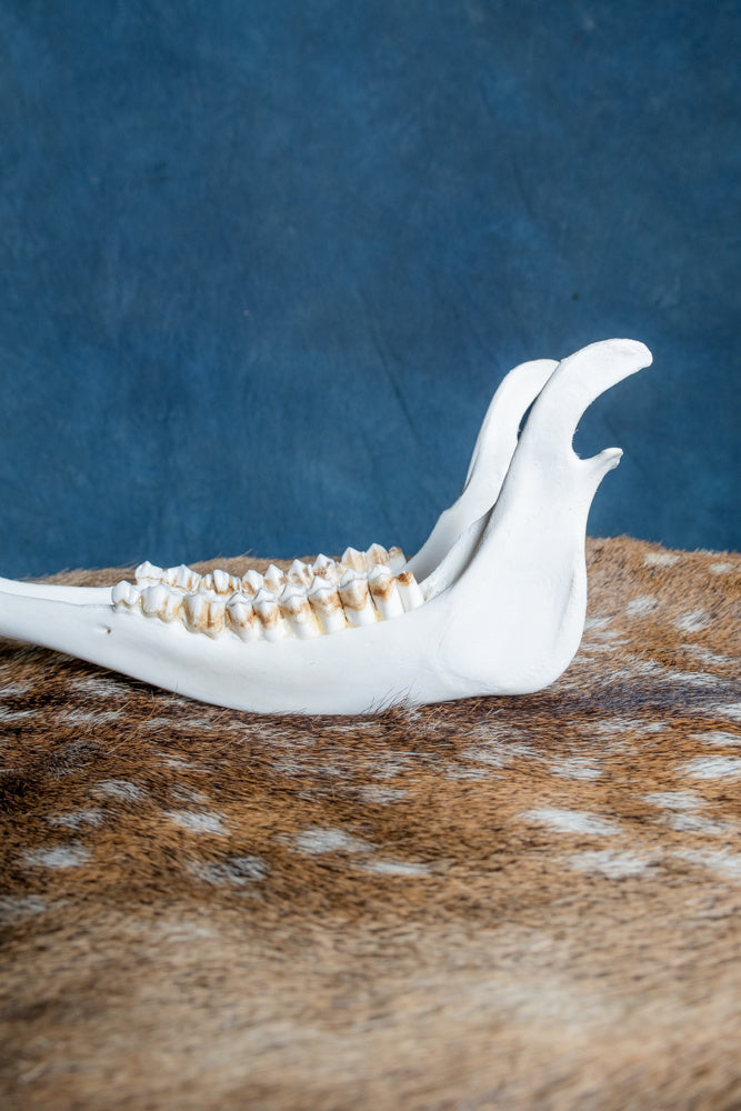 Mandíbula inferior de ciervo rojo