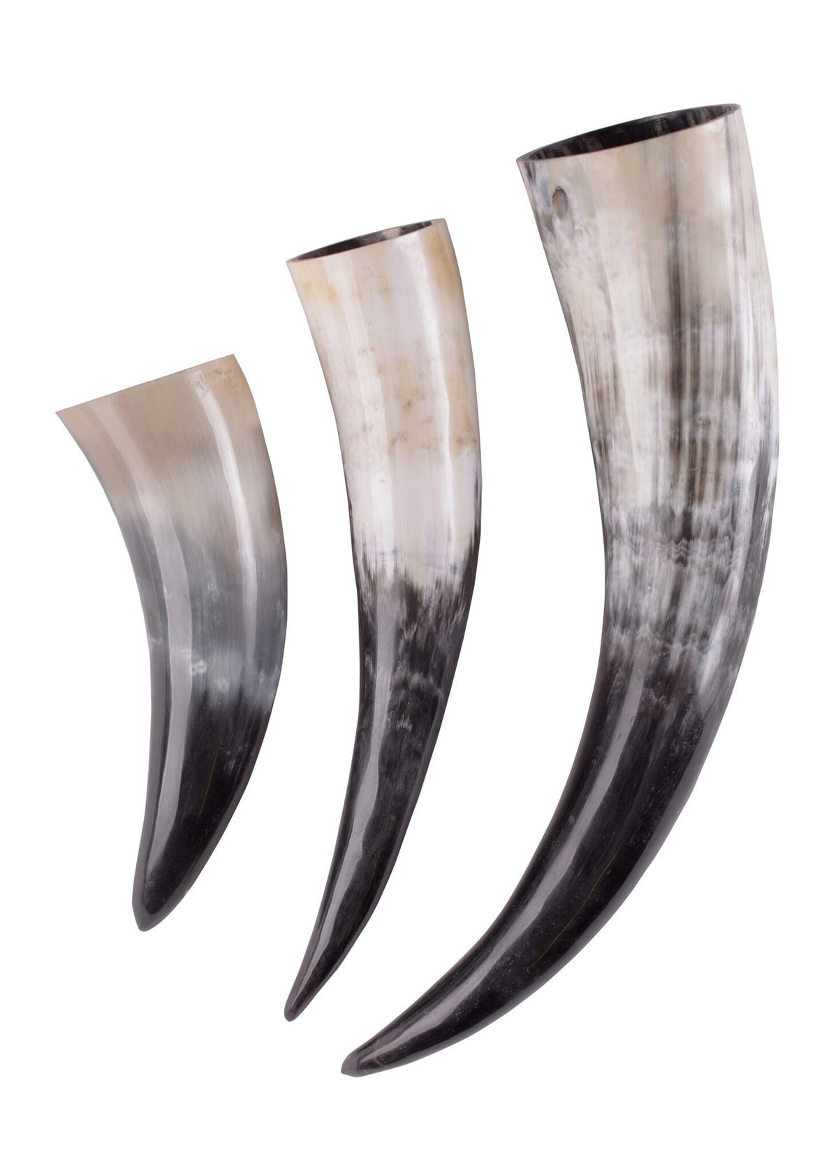 Drinking horn, several sizes