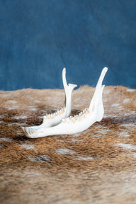 Lower jaw of roe deer