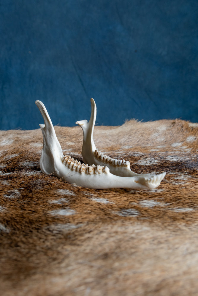 Lower jaw of roe deer