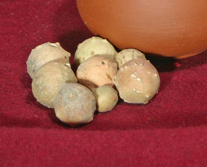 Gallnuts for ink (80 grams)