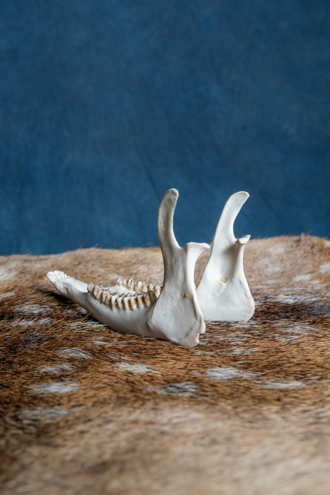 Lower jaw of roe deer