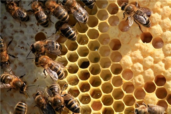 Tealight in cera d’api, set da 10